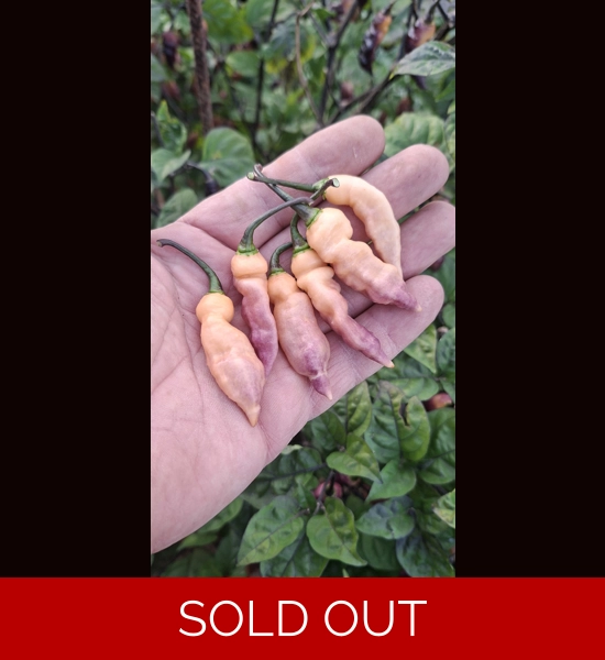 FADDAS BLACK & CREAM (F5)->  (F6) (10+seeds)